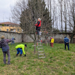 Taille des arbres du verger citoyen de Varces