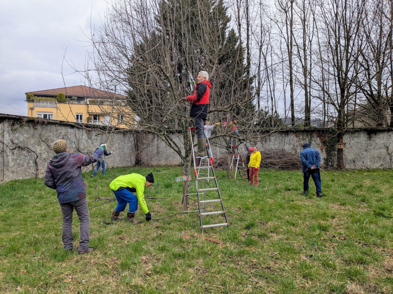 You are currently viewing Taille des arbres du verger citoyen de Varces