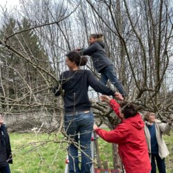 Taille des arbres fruitiers au verger citoyen du parc Beylier de Varces