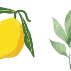 Citronnade maison